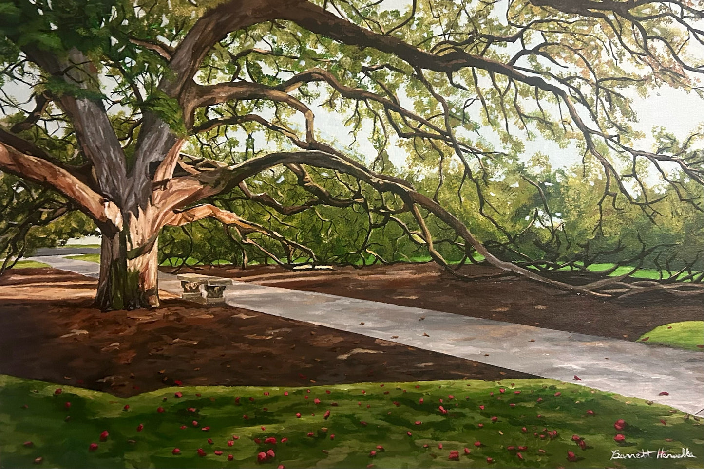 Texas A&M- Century Tree